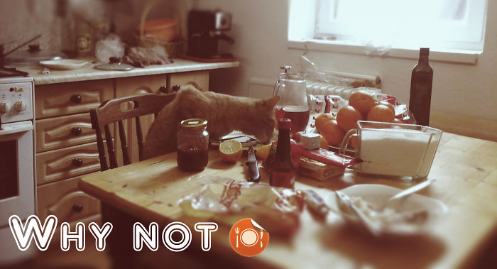 146 Cat-Thieves That Were Caught Red-Pawed