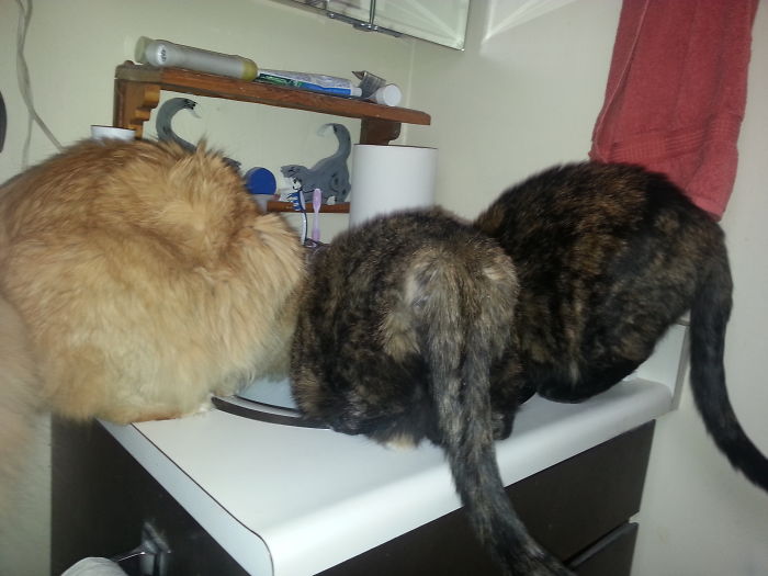 146 Cat-Thieves That Were Caught Red-Pawed