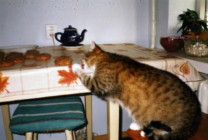 146 Cat-Thieves That Were Caught Red-Pawed