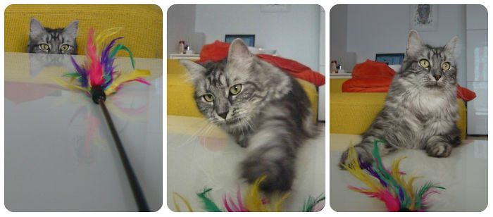 146 Cat-Thieves That Were Caught Red-Pawed