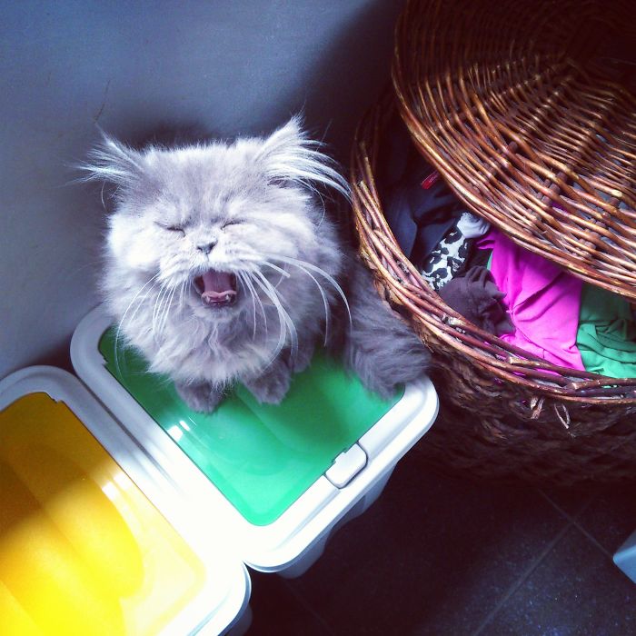 146 Cat-Thieves That Were Caught Red-Pawed