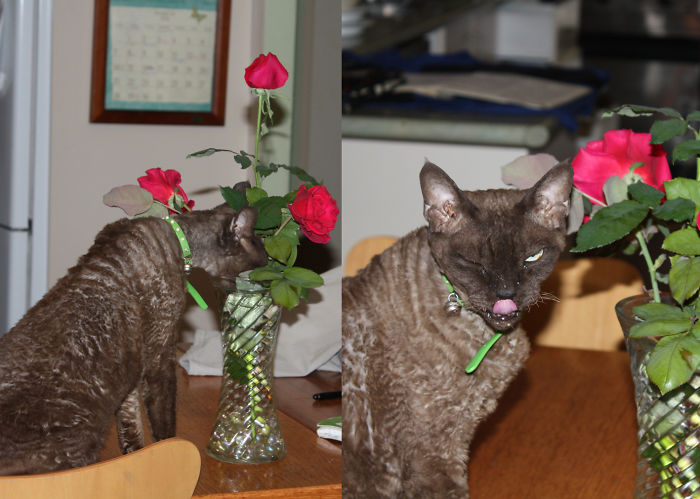 146 Cat-Thieves That Were Caught Red-Pawed