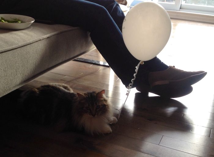 146 Cat-Thieves That Were Caught Red-Pawed