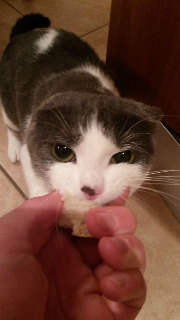 146 Cat-Thieves That Were Caught Red-Pawed