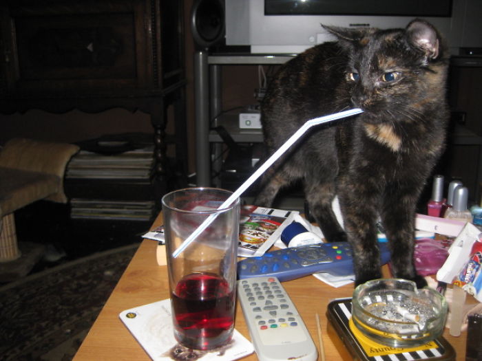 146 Cat-Thieves That Were Caught Red-Pawed