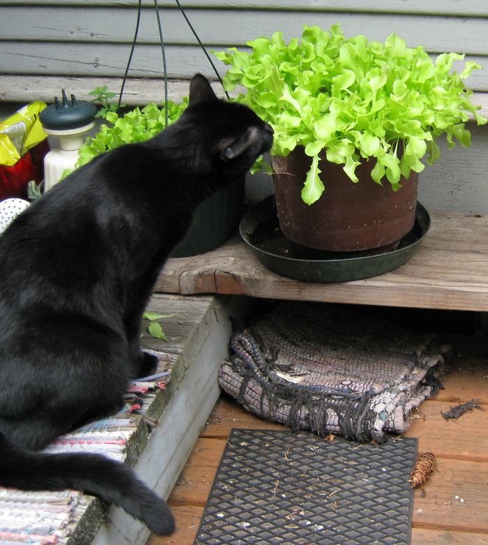 146 Cat-Thieves That Were Caught Red-Pawed