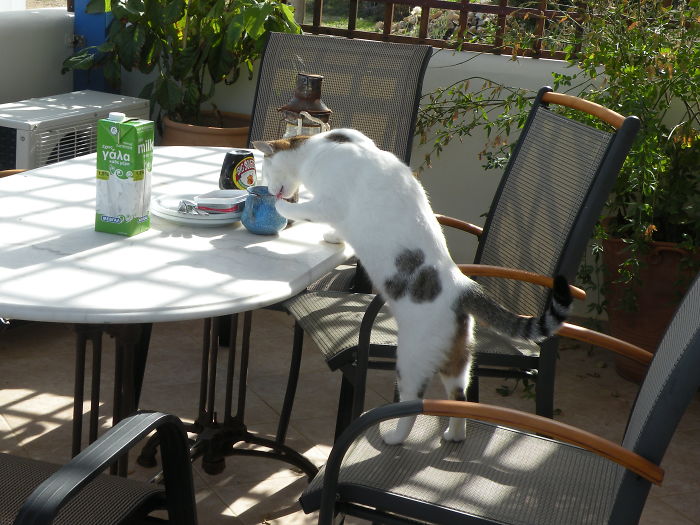 146 Cat-Thieves That Were Caught Red-Pawed