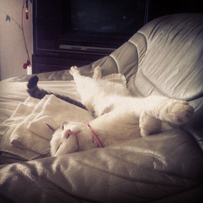 146 Cat-Thieves That Were Caught Red-Pawed