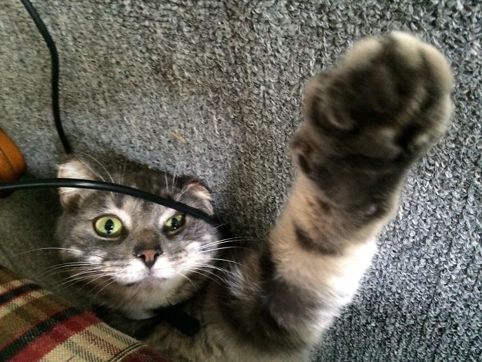 146 Cat-Thieves That Were Caught Red-Pawed