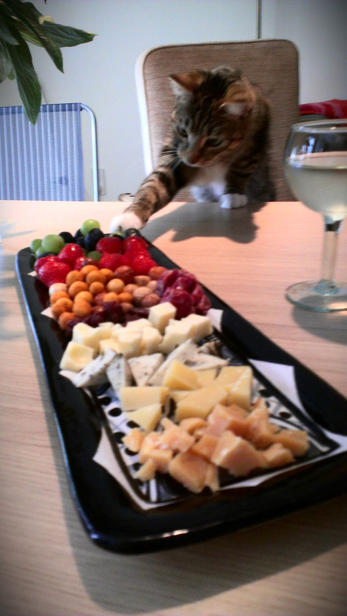 146 Cat-Thieves That Were Caught Red-Pawed