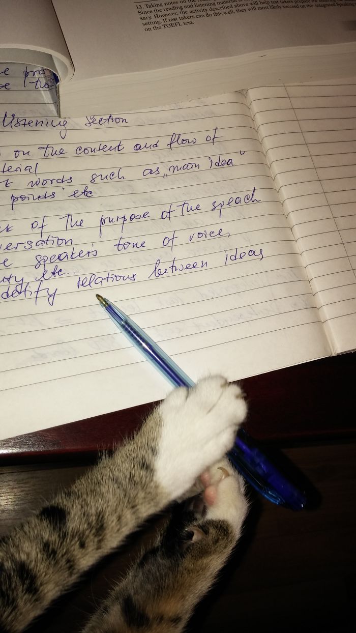 146 Cat-Thieves That Were Caught Red-Pawed