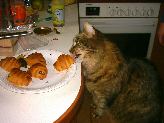 146 Cat-Thieves That Were Caught Red-Pawed