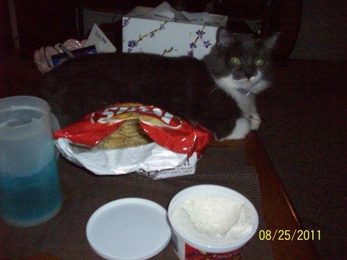 146 Cat-Thieves That Were Caught Red-Pawed