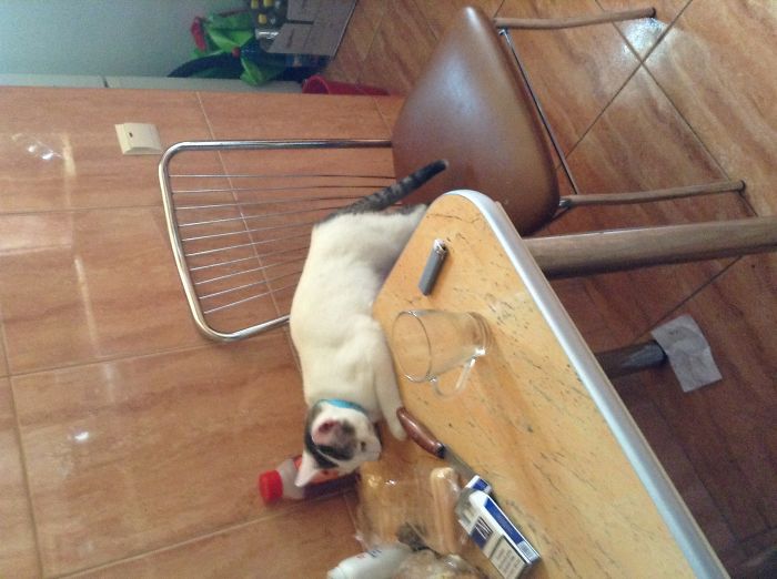 146 Cat-Thieves That Were Caught Red-Pawed