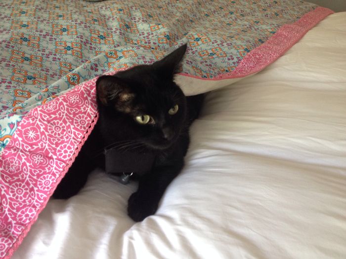 146 Cat-Thieves That Were Caught Red-Pawed