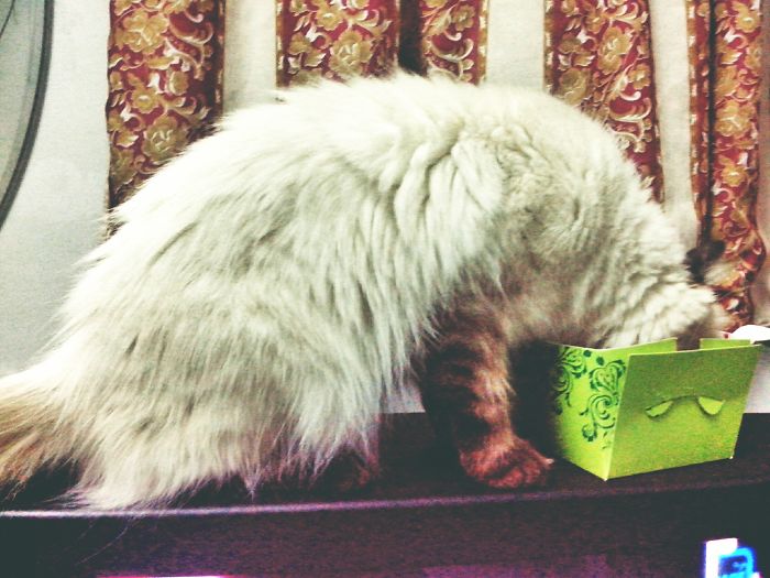 146 Cat-Thieves That Were Caught Red-Pawed