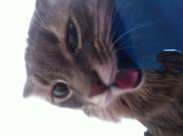 146 Cat-Thieves That Were Caught Red-Pawed