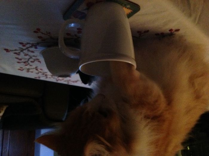 146 Cat-Thieves That Were Caught Red-Pawed