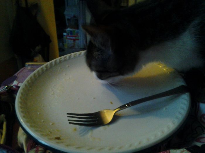 146 Cat-Thieves That Were Caught Red-Pawed