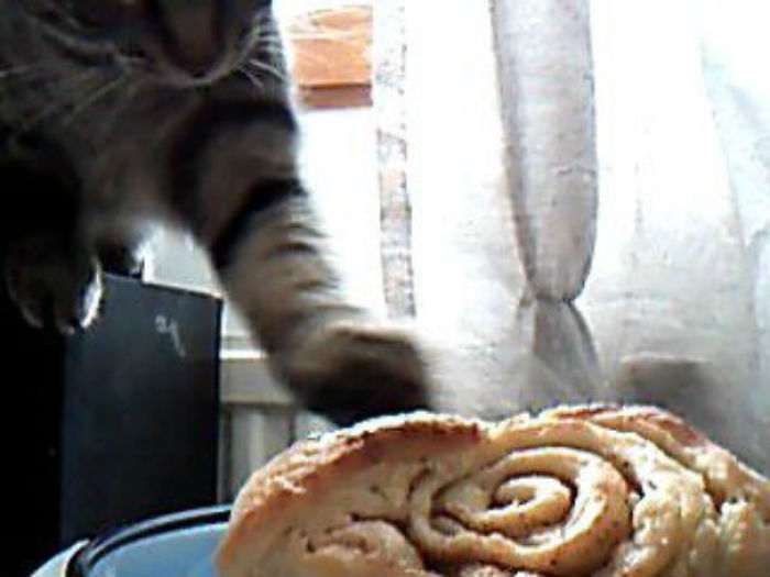 146 Cat-Thieves That Were Caught Red-Pawed