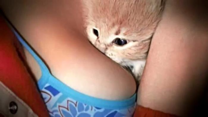 146 Cat-Thieves That Were Caught Red-Pawed