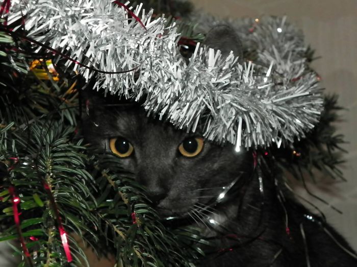 146 Cat-Thieves That Were Caught Red-Pawed