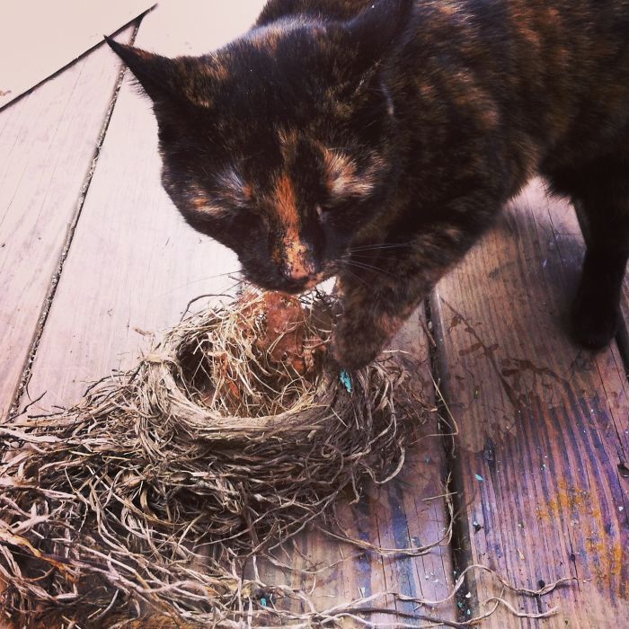 146 Cat-Thieves That Were Caught Red-Pawed