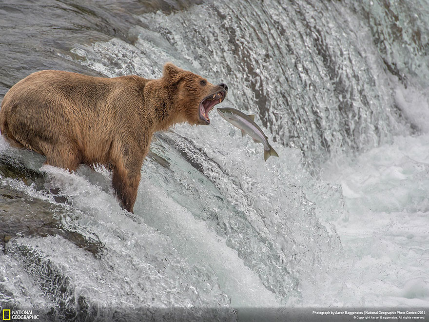 21 Of The Best Nature Photo Entries To The 2014 National Geographic Photo Contest