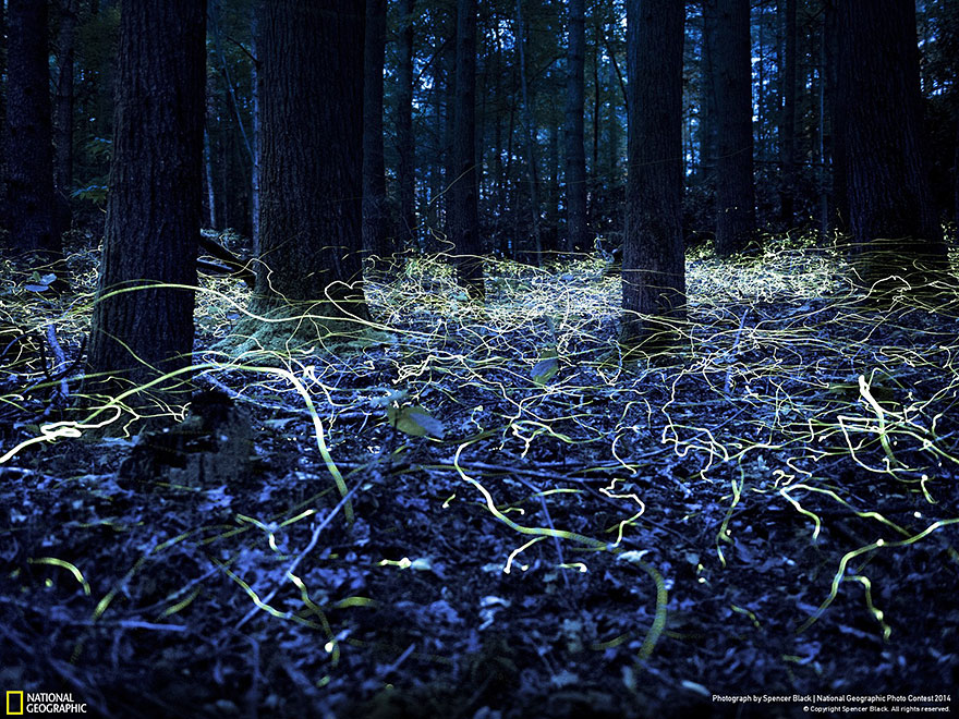 21 Of The Best Nature Photo Entries To The 2014 National Geographic Photo Contest