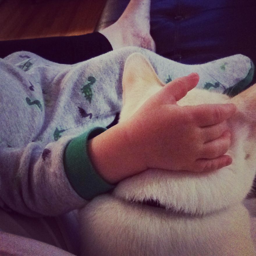 179 Heartwarming Photos Of Kids Playing With Their Cats 179 Heartwarming Photos Of Kids Playing With Their Cats