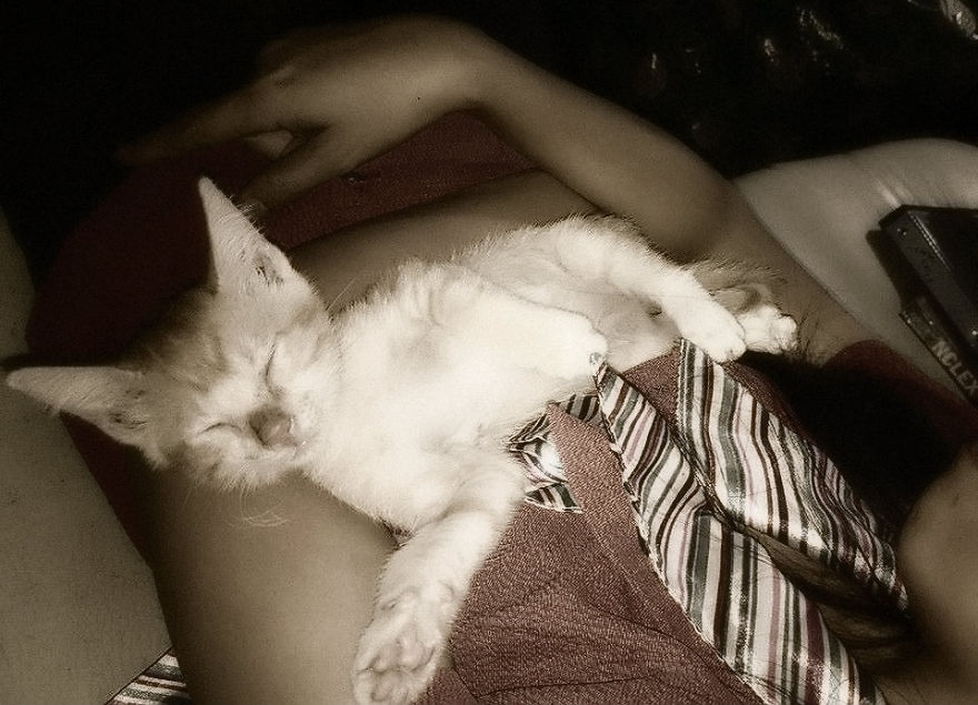 179 Heartwarming Photos Of Kids Playing With Their Cats 179 Heartwarming Photos Of Kids Playing With Their Cats