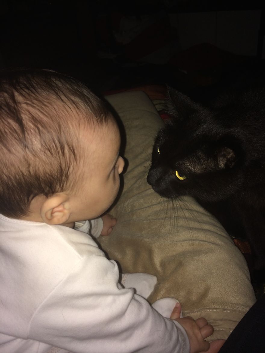 179 Heartwarming Photos Of Kids Playing With Their Cats 179 Heartwarming Photos Of Kids Playing With Their Cats
