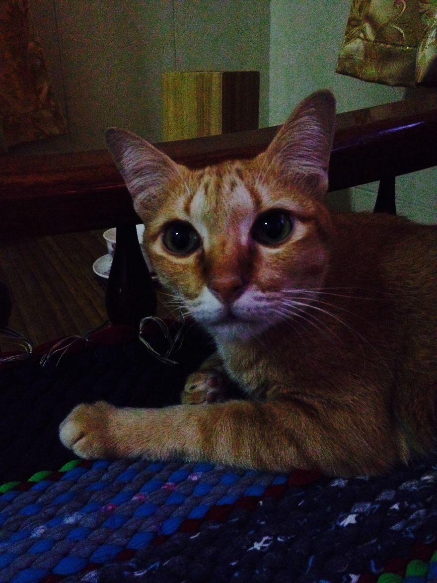 179 Heartwarming Photos Of Kids Playing With Their Cats 179 Heartwarming Photos Of Kids Playing With Their Cats