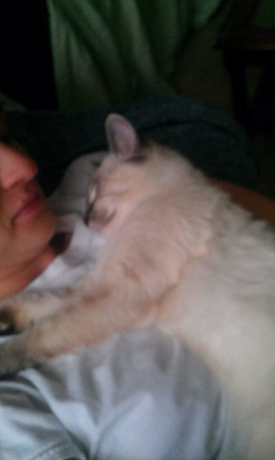 179 Heartwarming Photos Of Kids Playing With Their Cats 179 Heartwarming Photos Of Kids Playing With Their Cats