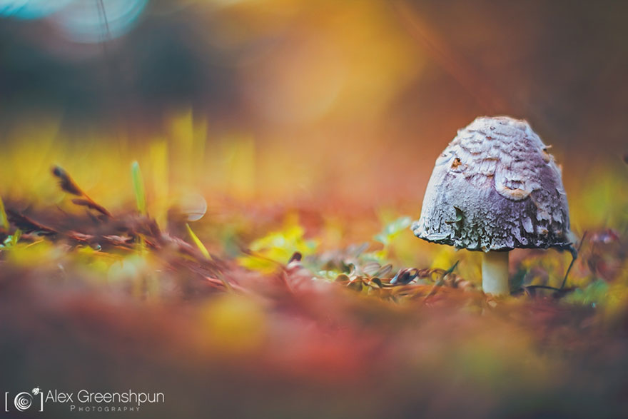 The Magic Of Fall Captured By Alex Greenshpun The Magic Of Fall Captured By Alex Greenshpun