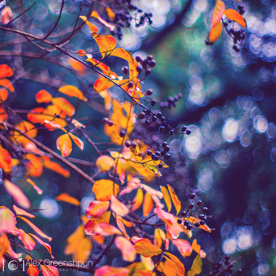 The Magic Of Fall Captured By Alex Greenshpun The Magic Of Fall Captured By Alex Greenshpun
