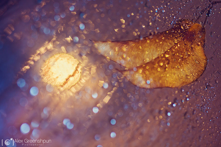 The Magic Of Fall Captured By Alex Greenshpun The Magic Of Fall Captured By Alex Greenshpun