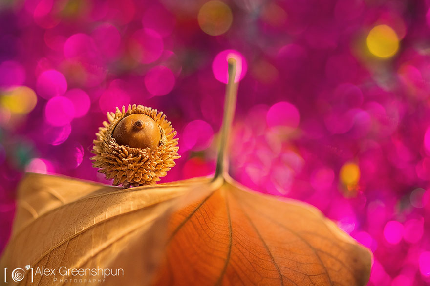 The Magic Of Fall Captured By Alex Greenshpun The Magic Of Fall Captured By Alex Greenshpun
