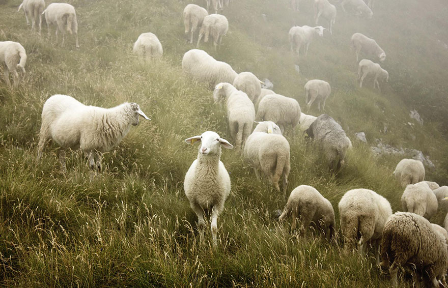 25 Photos Of Sheep Blanketing The Earth Like Snow 25 Photos Of Sheep Blanketing The Earth Like Snow