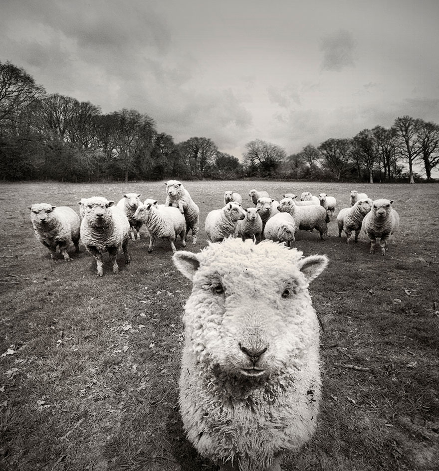 25 Photos Of Sheep Blanketing The Earth Like Snow 25 Photos Of Sheep Blanketing The Earth Like Snow