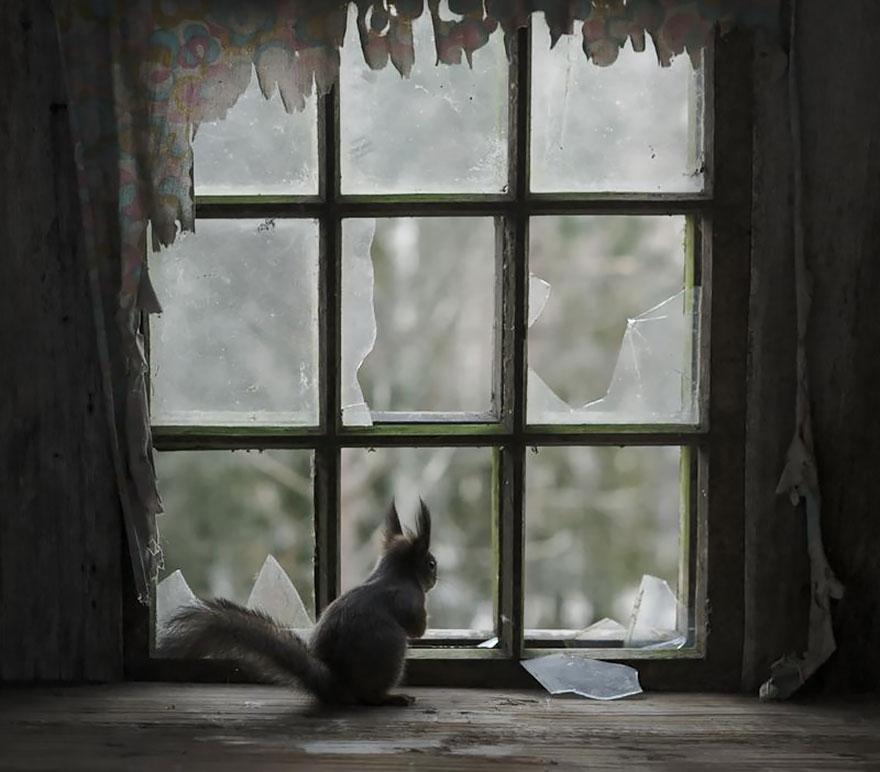 18 Beautiful Photos Of Animals Looking Through Windows 18 Beautiful Photos Of Animals Looking Through Windows