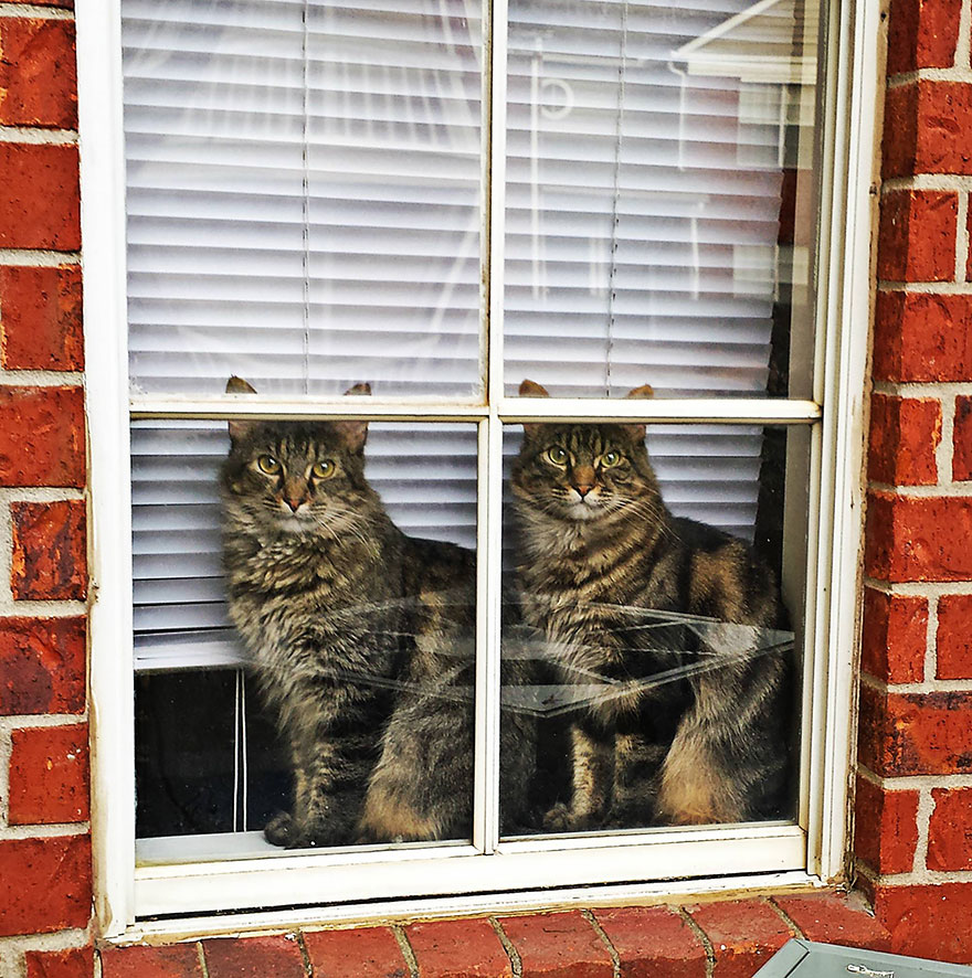 18 Beautiful Photos Of Animals Looking Through Windows 18 Beautiful Photos Of Animals Looking Through Windows