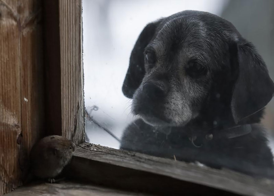 18 Beautiful Photos Of Animals Looking Through Windows 18 Beautiful Photos Of Animals Looking Through Windows