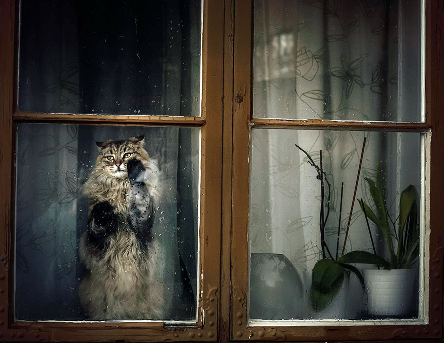 18 Beautiful Photos Of Animals Looking Through Windows 18 Beautiful Photos Of Animals Looking Through Windows
