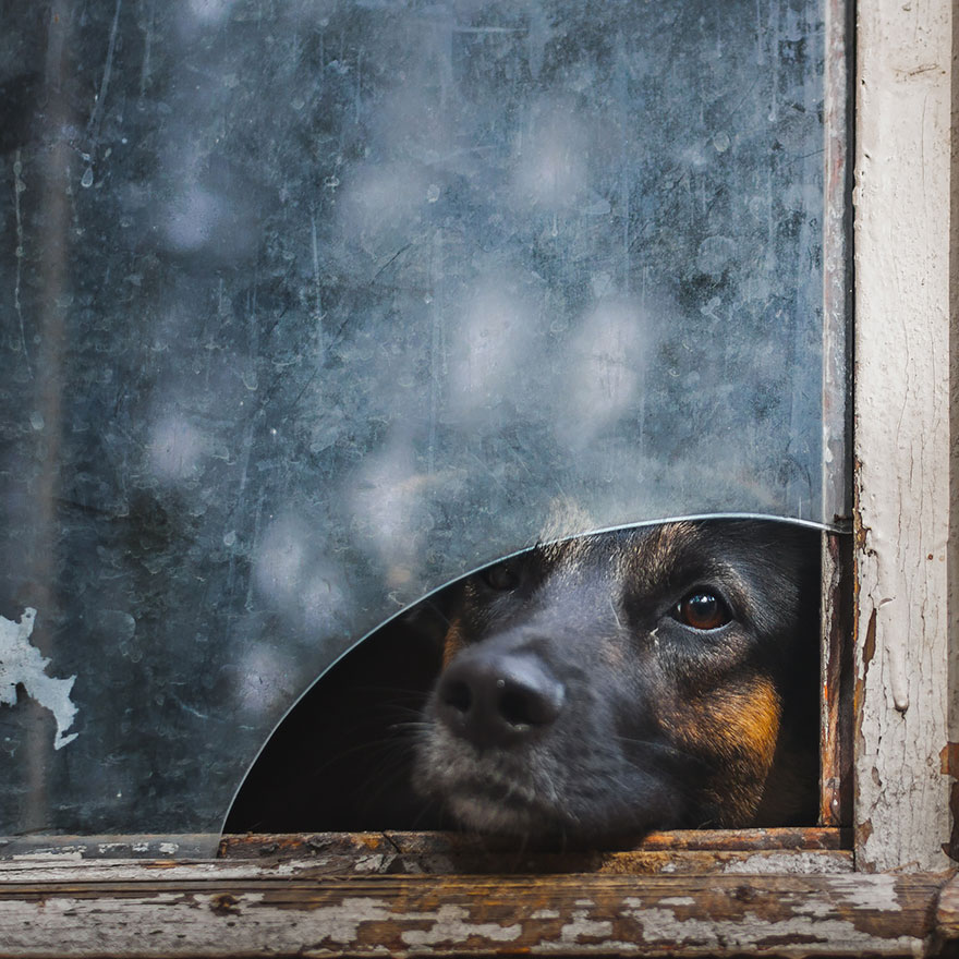 18 Beautiful Photos Of Animals Looking Through Windows 18 Beautiful Photos Of Animals Looking Through Windows