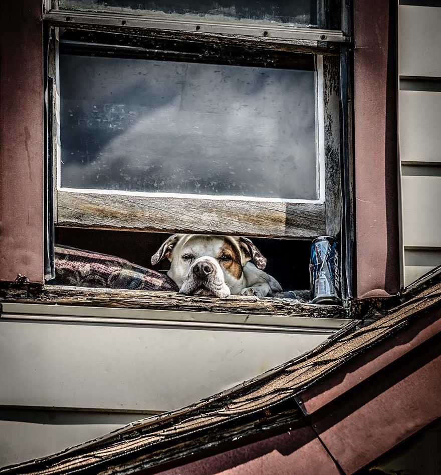 18 Beautiful Photos Of Animals Looking Through Windows 18 Beautiful Photos Of Animals Looking Through Windows