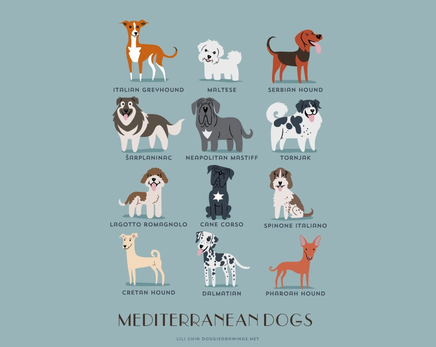Dogs Of The World: Cute Posters Show The Origins Of 200+ Dog Breeds