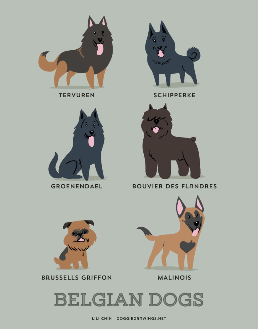 Dogs Of The World: Cute Posters Show The Origins Of 200+ Dog Breeds