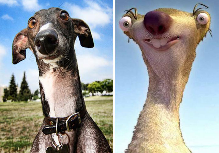 Dogs That Look Like Something Else