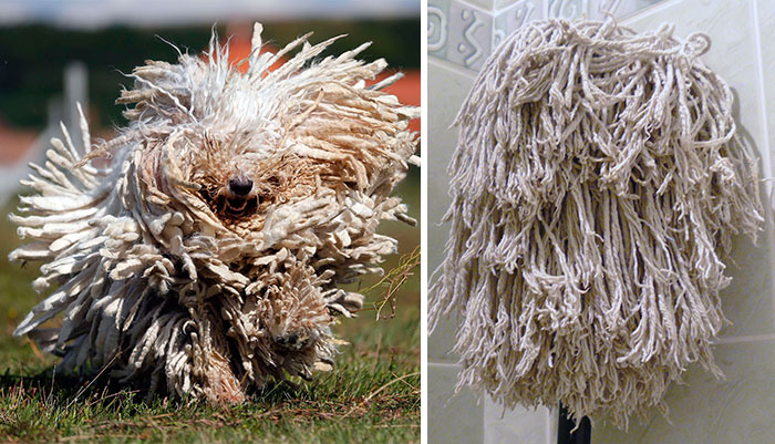 Dogs That Look Like Something Else